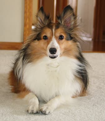 Shetland Sheepdog