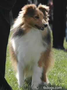Shetland Sheepdog