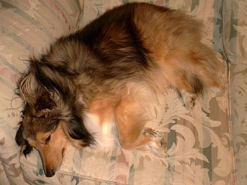 Shetland Sheepdog