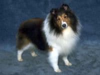 Shetland Sheepdog