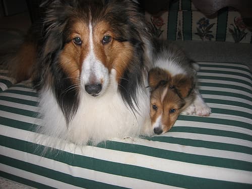 Shetland Sheepdog