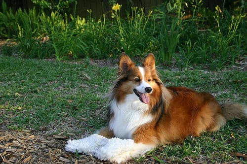 Shetland Sheepdog