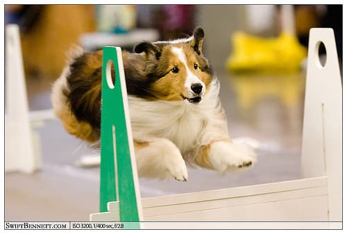 Shetland Sheepdog