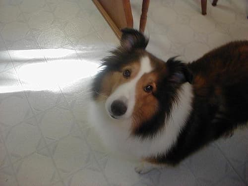 Shetland Sheepdog