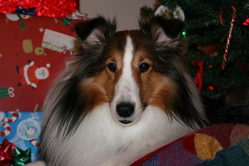 Shetland Sheepdog