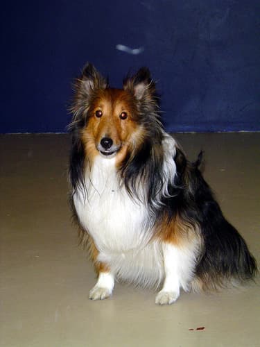 sheepdog