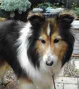 Shetland Sheepdog