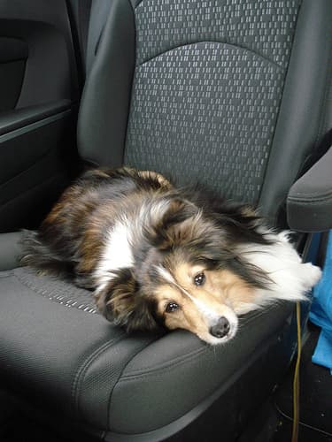 Shetland Sheepdog