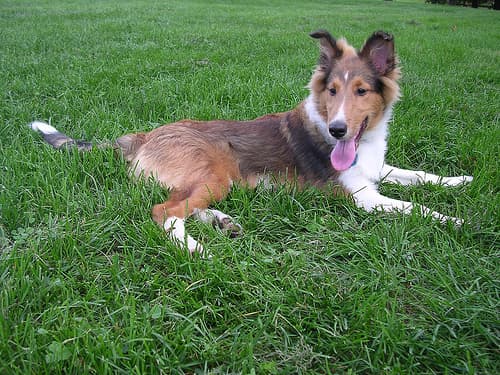 Shetland Sheepdog