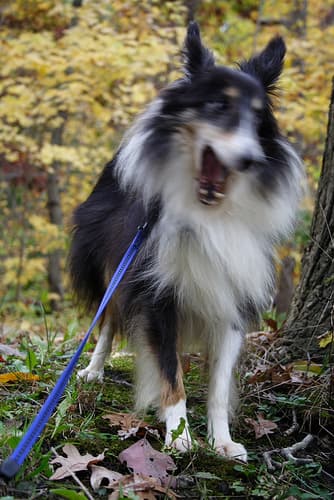 Shetland Sheepdog