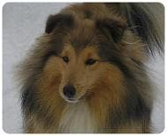Shetland Sheepdog