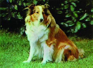 Shetland Sheepdog
