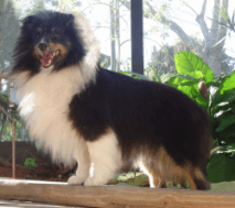 Shetland Sheepdog