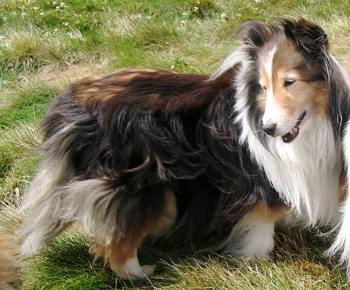 Shetland Sheepdog