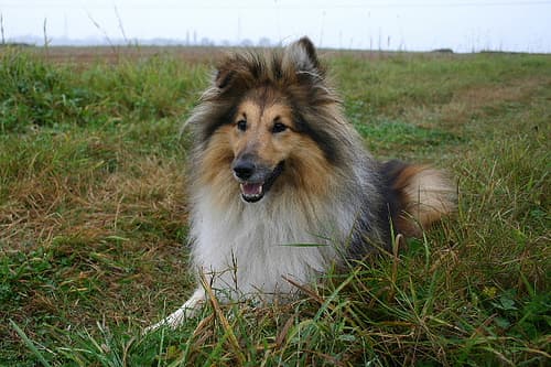 Shetland Sheepdog