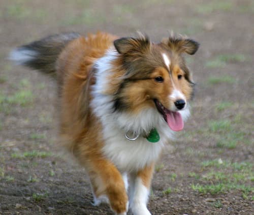 Shetland Sheepdog