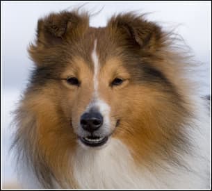 Shetland Sheepdog
