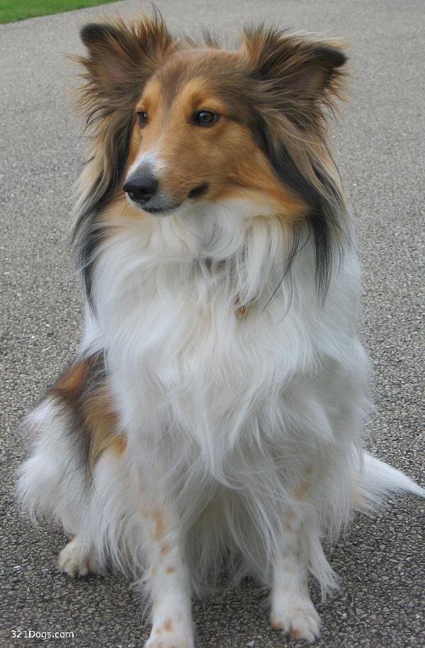 Shetland Sheepdog