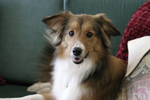 sheepdog