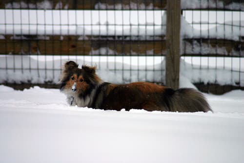 sheepdog