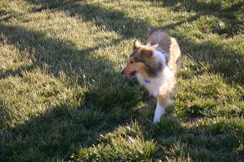 Shetland Sheepdog