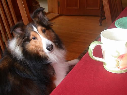 Shetland Sheepdog