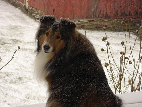 sheepdog
