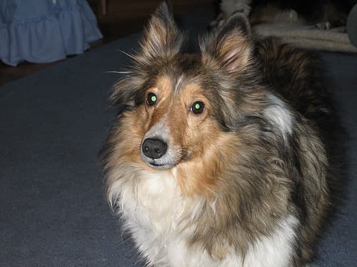 sheepdog