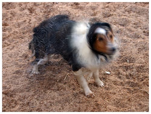 Shetland Sheepdog
