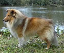 Shetland Sheepdog