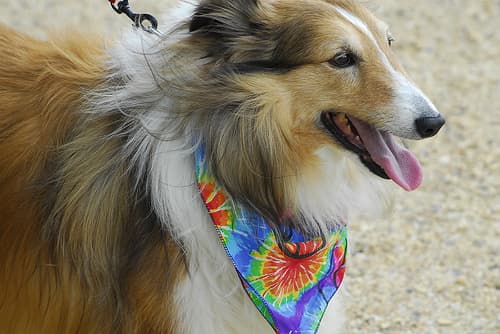 Shetland Sheepdog