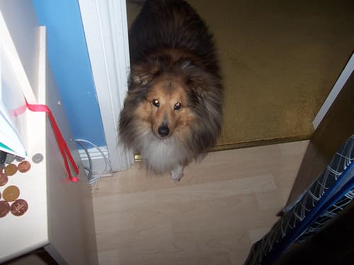 Shetland Sheepdog