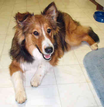 Shetland Sheepdog