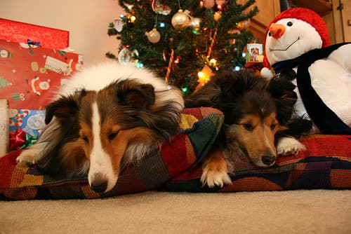 Shetland Sheepdog