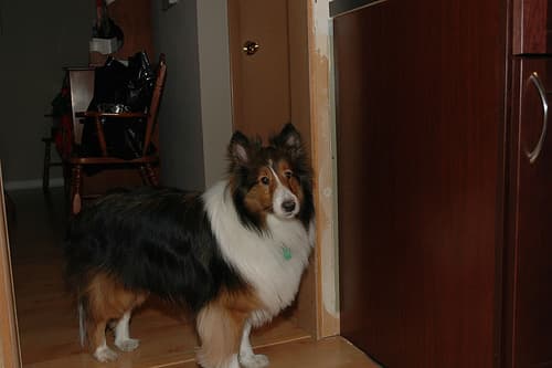 sheepdog