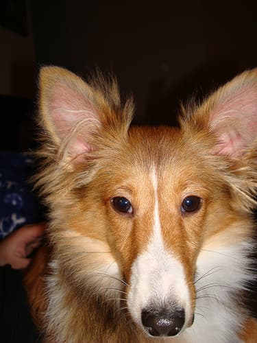 Shetland Sheepdog