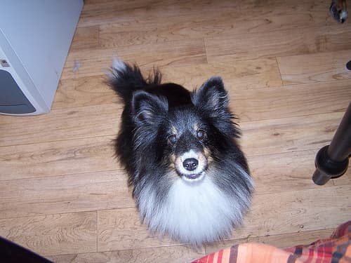 Shetland Sheepdog