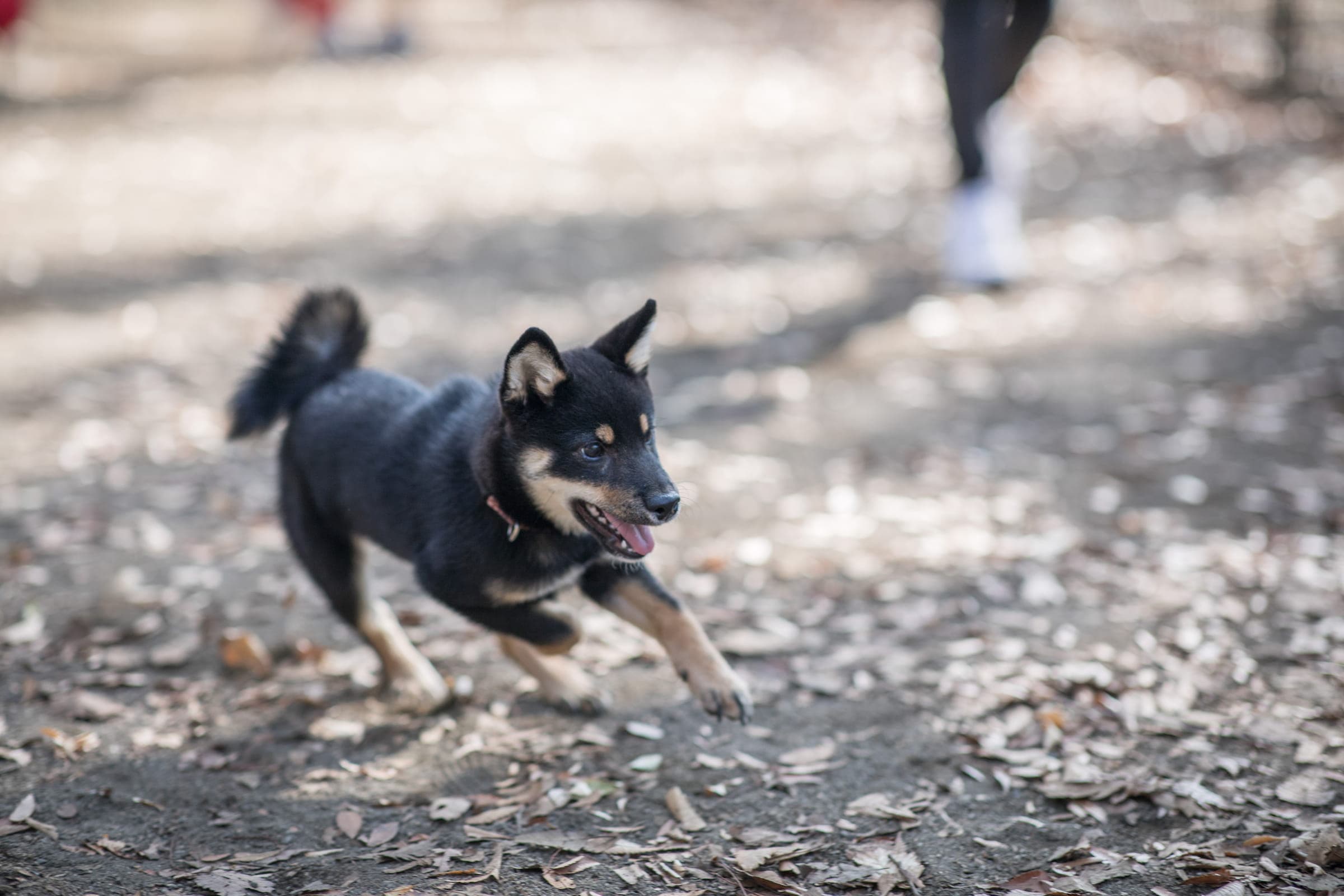 Shiba