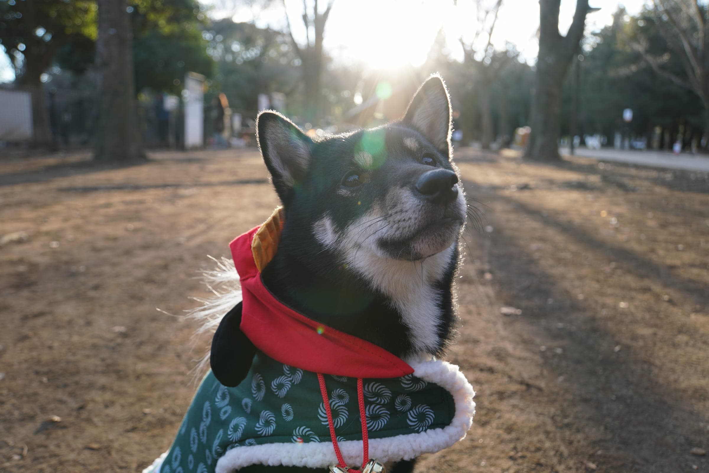 Shiba