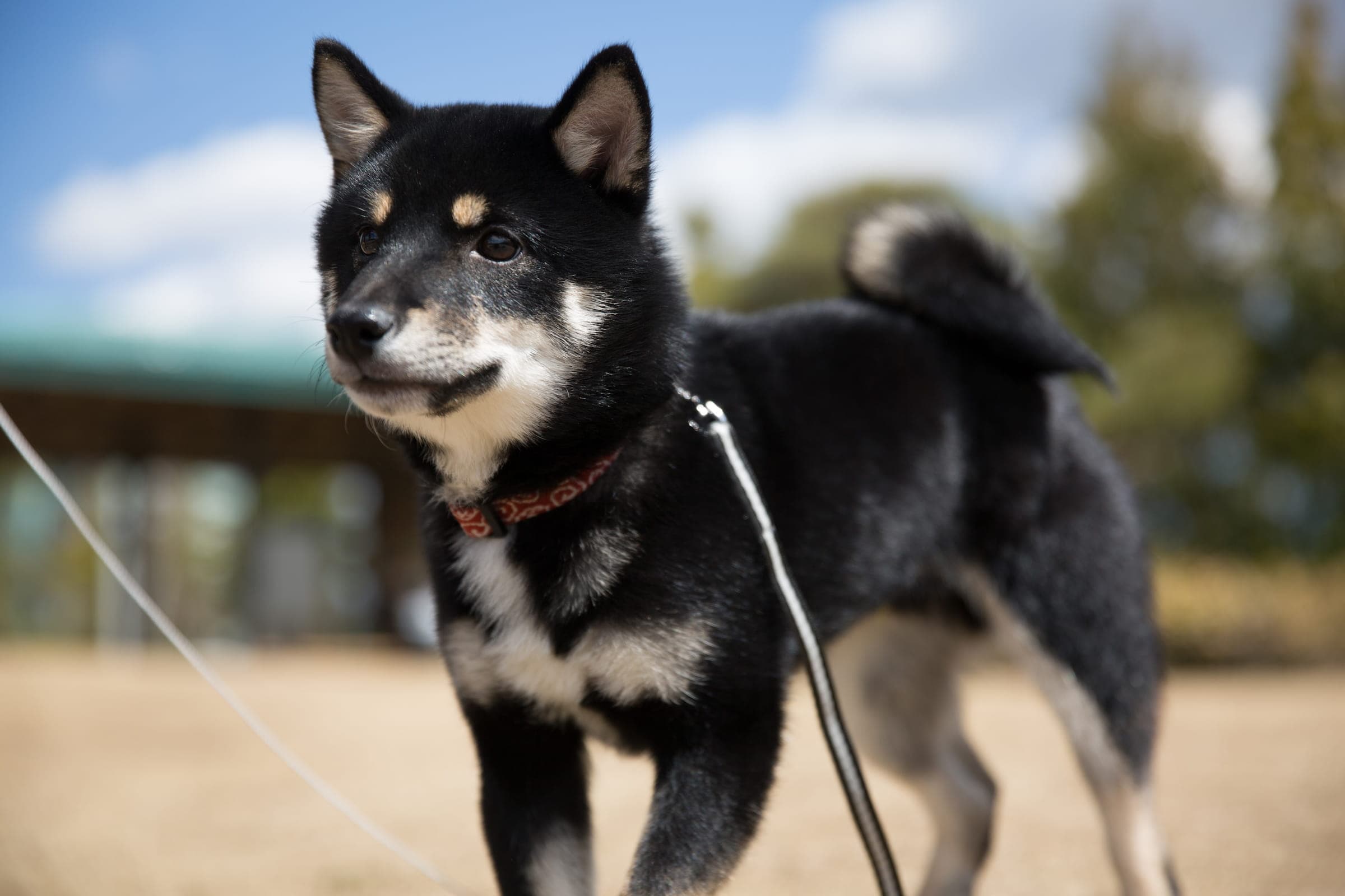 Shiba