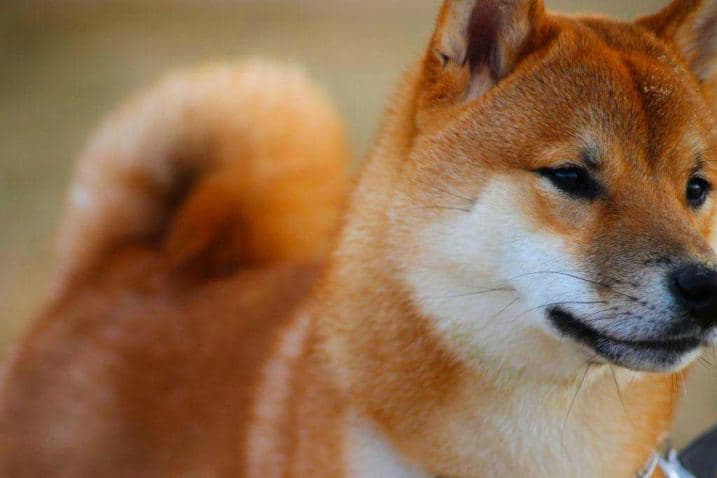 Shiba