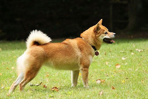 Shiba