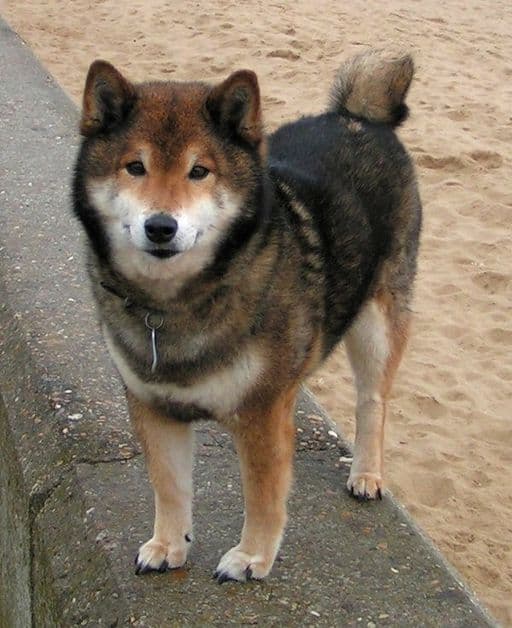 Shiba