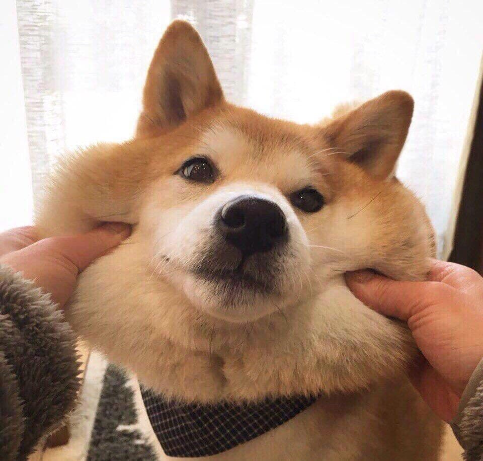 Shiba