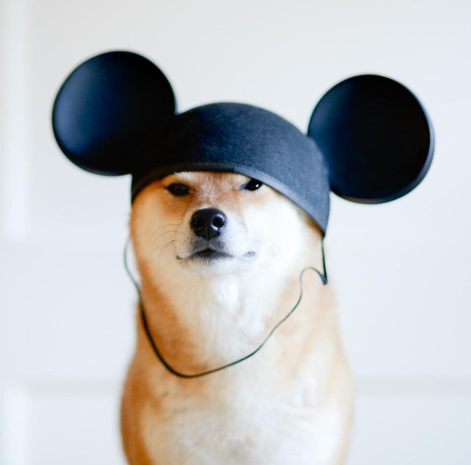 Shiba