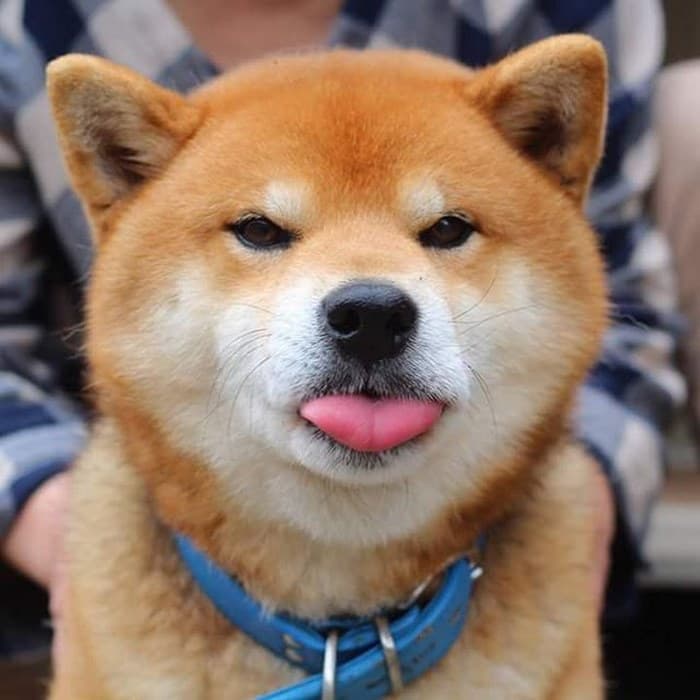 Shiba
