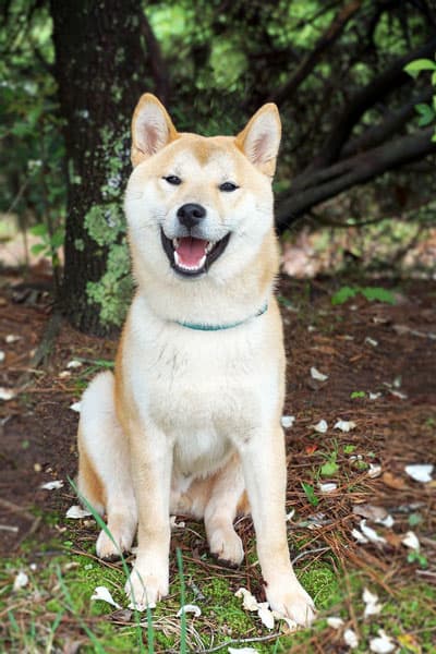 Shiba