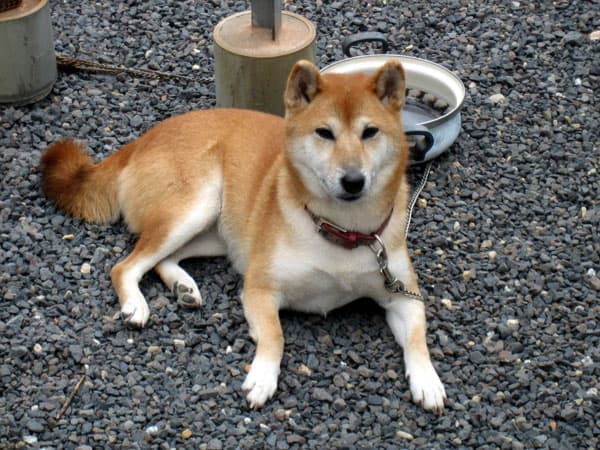 Shiba
