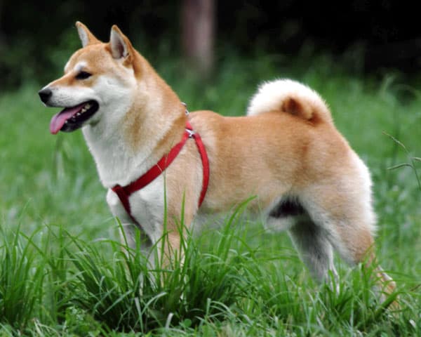Shiba