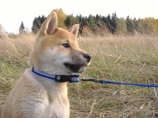 Shiba